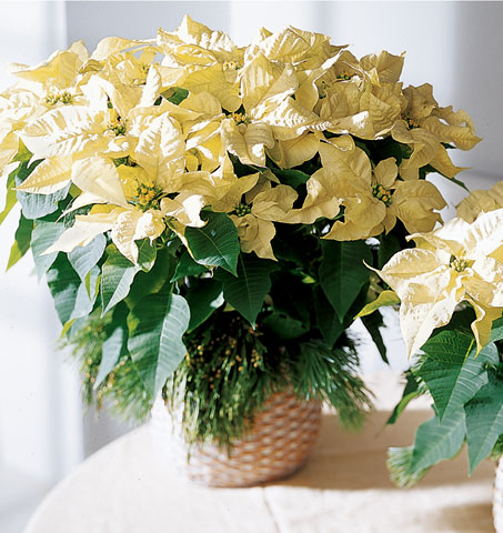 White Poinsettia Basket (Large)