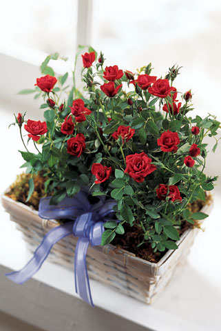 Village Rose