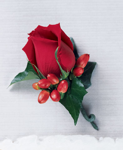 Rose Bloom