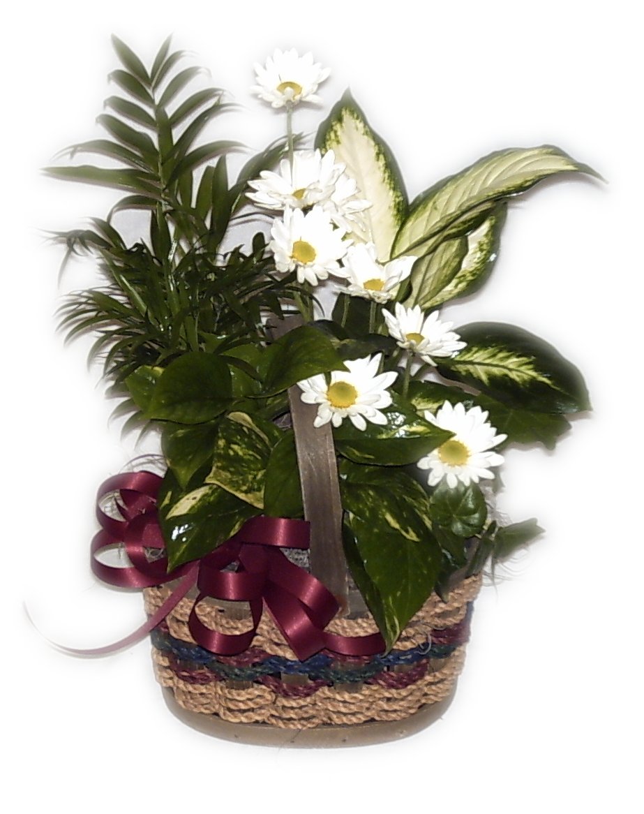 Dish Garden
