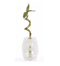 Lucky Bamboo